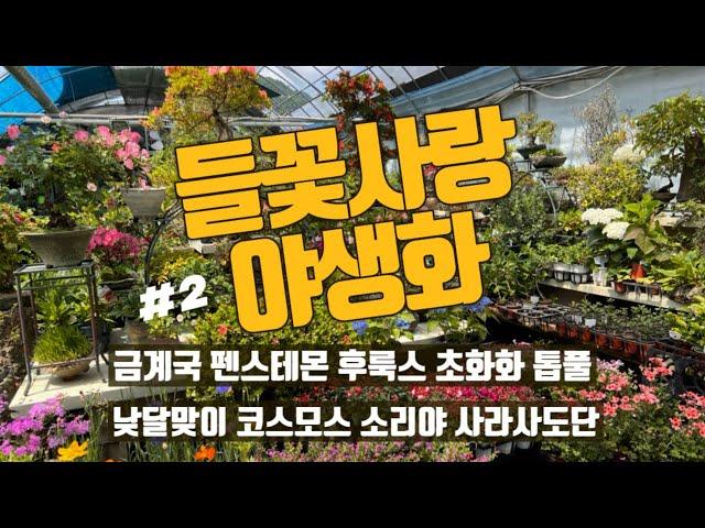 #2 의정부 들꽃사랑 야생화 , 꽃 구경 같이 하실래요?