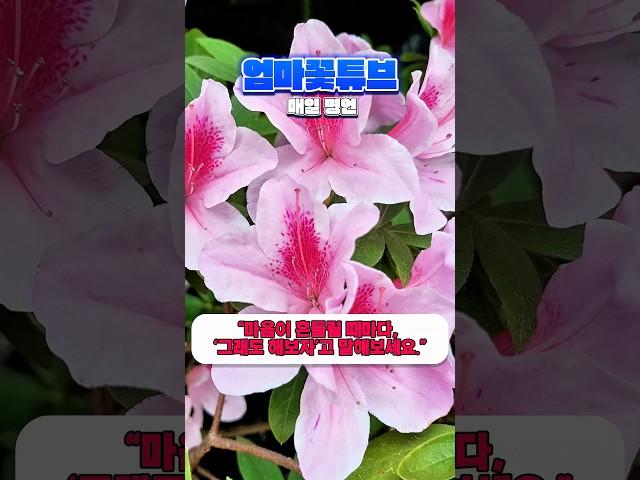 #꽃명언 #감성글귀 #칠링쇼츠#중년칠링 #오늘도꽃처럼 #꽃길#희망메시지 #응원 #아침루틴 #긍정 #중년 #명언 #50대 #60대 #70대 #노후
