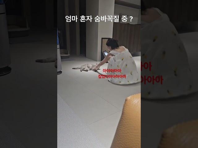 #숨바꼭질 하고 싶어하는 #냥냥이 맘 (제3자시점)