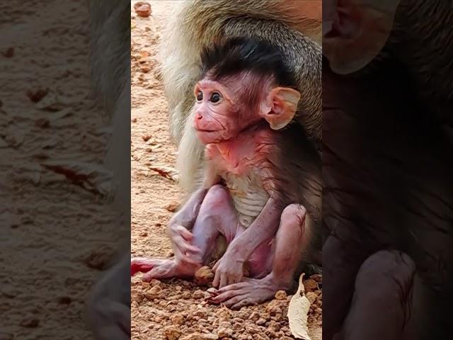 Elon so Smart BB #macaque #babyprimate #babymonkey #cute #babymonkeys #animals #wildlife #wildanimal