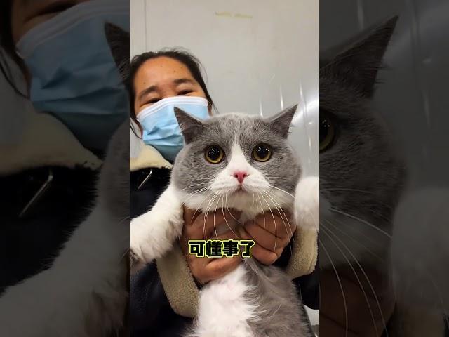 #萌宠 #萌宠日常记录 #萌宠出道计划 #猫咪的迷惑行为 #猫咪