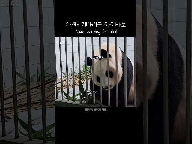 아빠 좋아 곰 아이바오 Aibao waiting for dad #푸바오 #판다 #힐링 #동물 #귀여운  #사랑스러운 #fubao #panda #cute