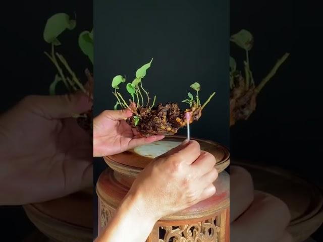Có duyên với bồ đề
