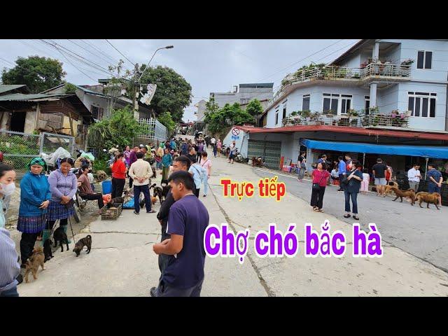 Trực tiếp chợ chó bắc hà ngày 25/8 đủ 500 view mua hộ miễn phí #BacHaTV/ Chợ chó bắc hà