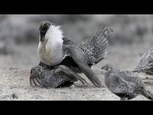 Wild North America - Nature/Wildlife Documentary