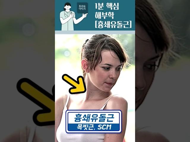 1분 핵심 해부학(목,어깨) - 흉쇄유돌근, 목빗근, sternocleidomastoid m.