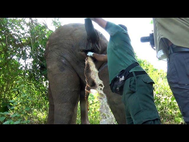 Let's relieve the elephant suffering from rectal disease. Would you also like to help?