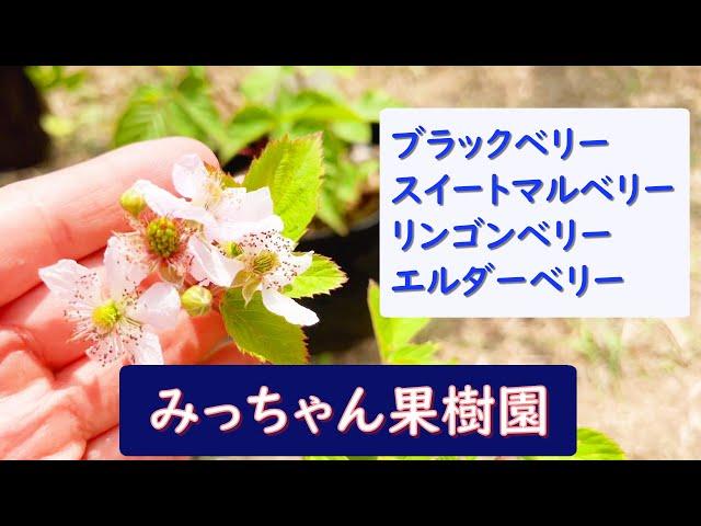 第68回「ブラックベリー他ベリー類紹介」の巻【ド素人果樹栽培】