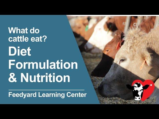 What Do Cattle Eat: Diet Formulation & Nutrition