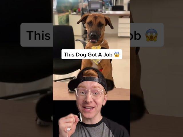 THIS Dog Got An Actual Job 