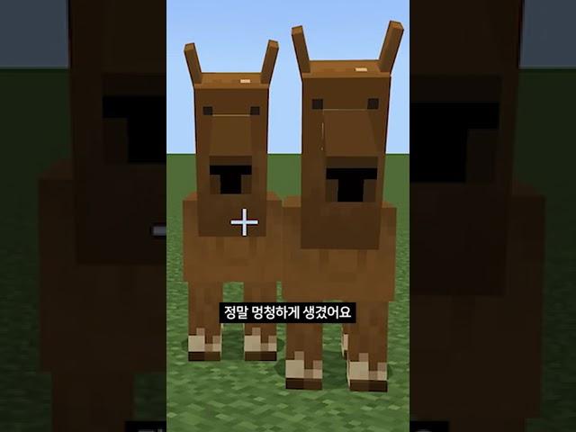 마인크래프트 낙타의 비밀