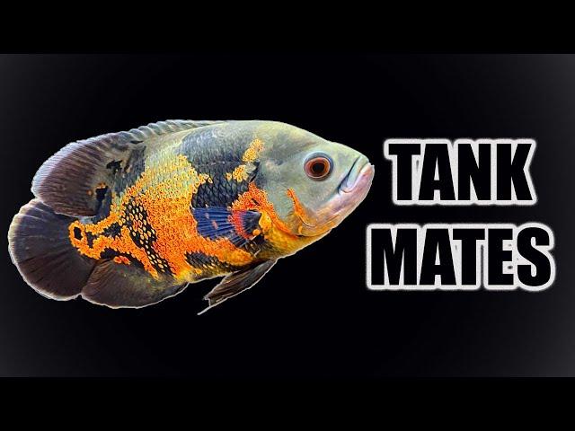 Top 10 Tank Mates for Oscar Cichlids