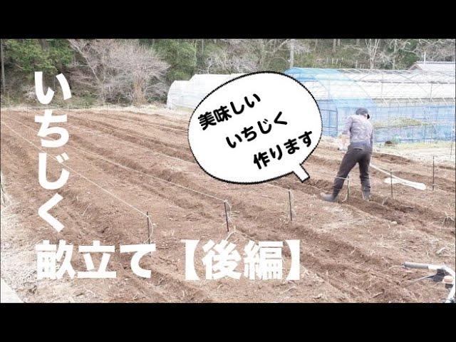 美味しいいちじくを目指して【畝立て後編】