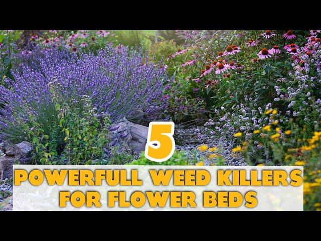 5 Powerful Weed Killers for Flower Beds