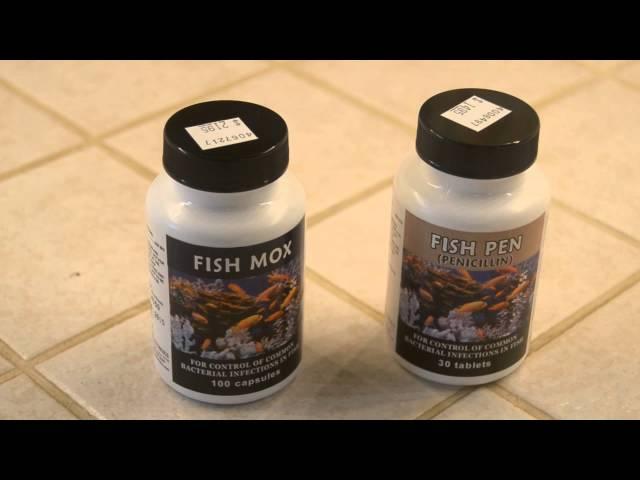 Fish Mox and Fish Pen (Fish Antibiotics)