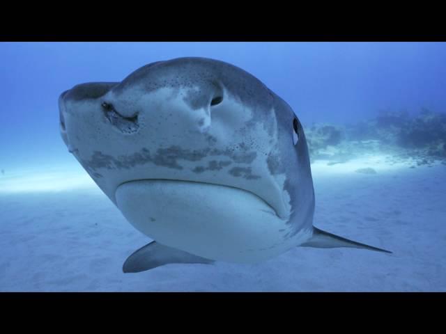 Tiger Shark - Gentle warriors from the Bahamas (4K-UHD)