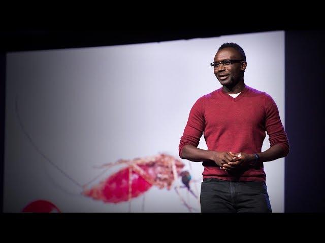 Why I study the most dangerous animal on earth -- mosquitoes | Fredros Okumu