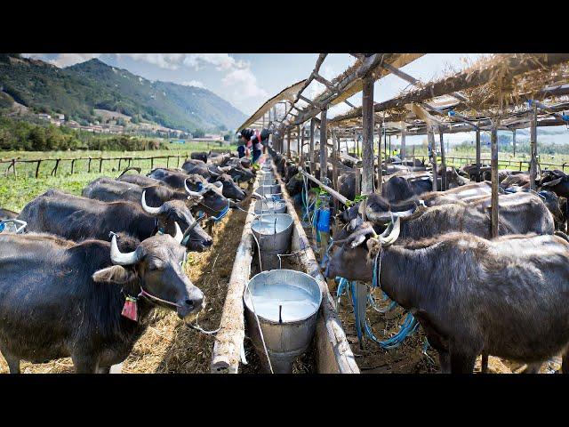 CHEESE Making Process From Buffalo Milk in Factory - Buffalo Farming and Harvesting Milk 