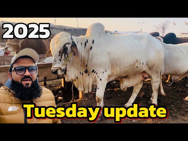 Tuesday update | desi sahiwal cholistani bachre | Lahore cow Mandi shapur kanjra