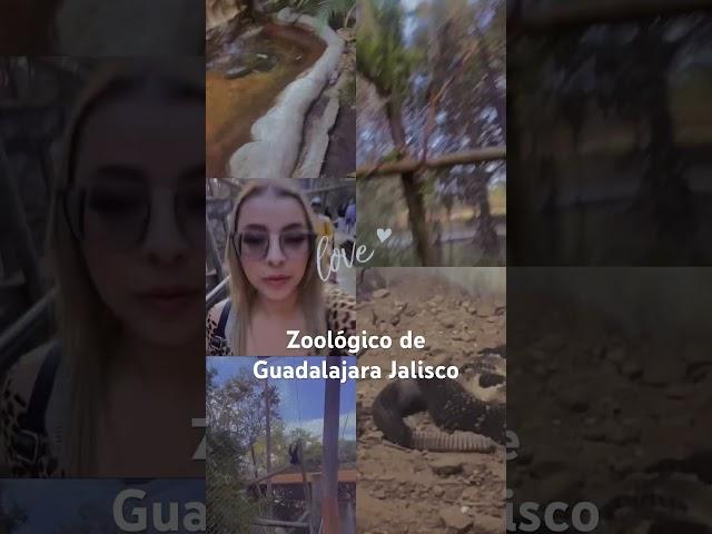 #guadalajara  #jalisco #zoologicalpark  #zoo