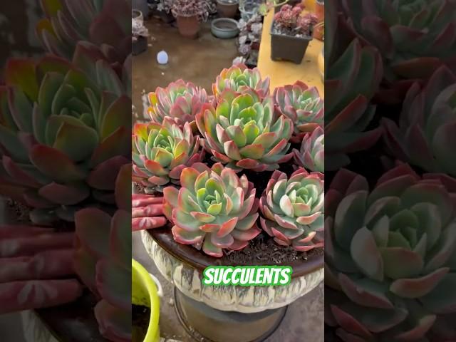 How To Make A Stunning Succulent Arrangement & Plant Garden Ideas