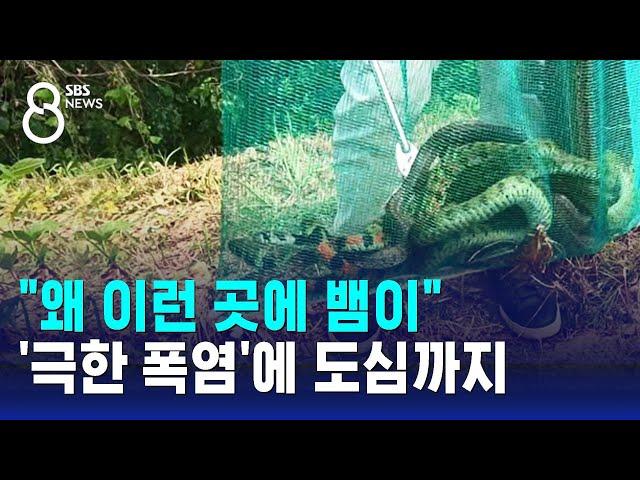 "왜 이런 곳에 뱀이"…'극한 폭염'에 도심 출몰 ↑ / SBS 8뉴스