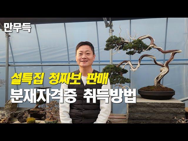 135. 설 특집 청짜보 판매 / 분재 자격증 취득 방법