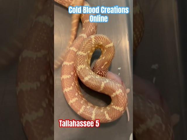 Tallahassee 5 Cold Blood Creations #coldbloodcreations #snake #kingsnake