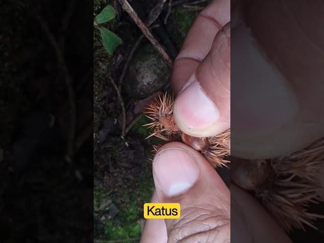 katus