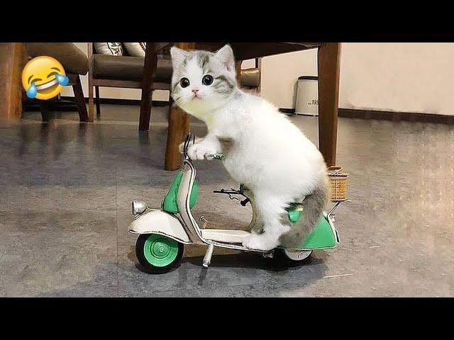 Funniest Animals 2025 : New Funny Cats and Dogs Videos  : Try Not To Laugh  #funnypets #funny