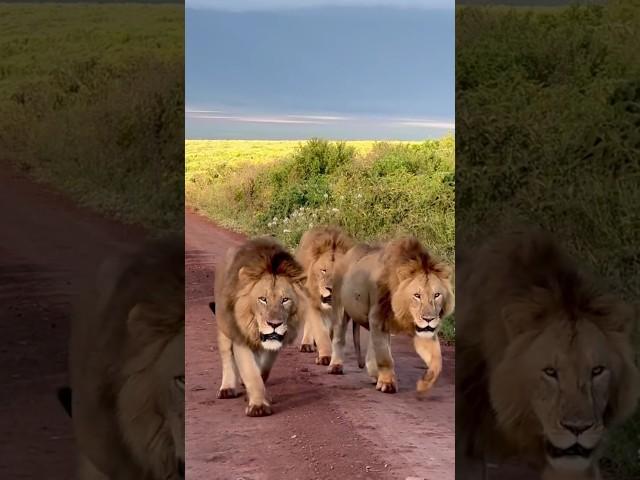 Three male lions scouring at Ngorongoro crater. Tres leones merodeando por el cráter de Ngorongoro.