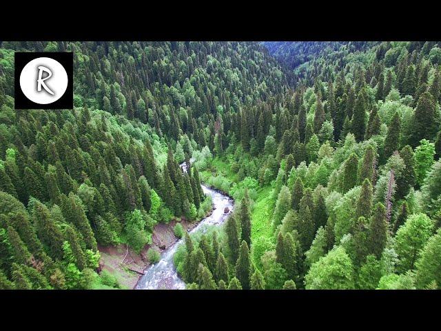 Flying over Enchanted Forest 4K - Aerial Drone Film w/ Celtic Music for Relaxing & Stress Relief