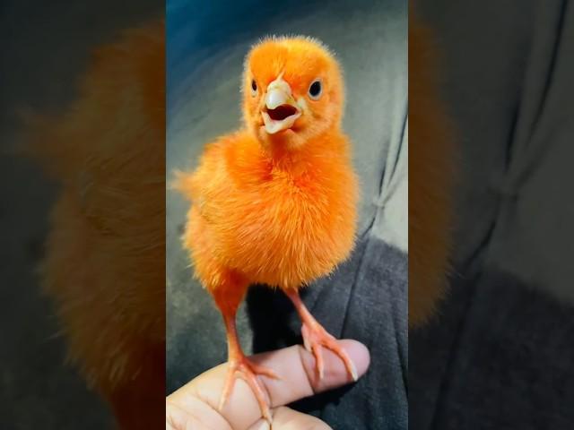 Wow cutie colour chicken video | hen  baby cutie sound | mugi ke chuze ke awaz #birds #wildlife