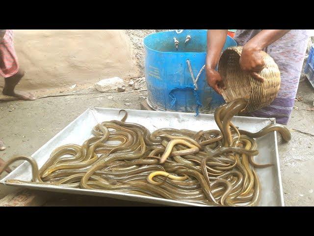 Eel Fish - কুচিয়া মাছ চাষ করে ১ লক্ষ ৫০ হাজার টাকা আয় করা সম্ভব ৫ কাঠা পুকুরে - Kuchia Fish Farm