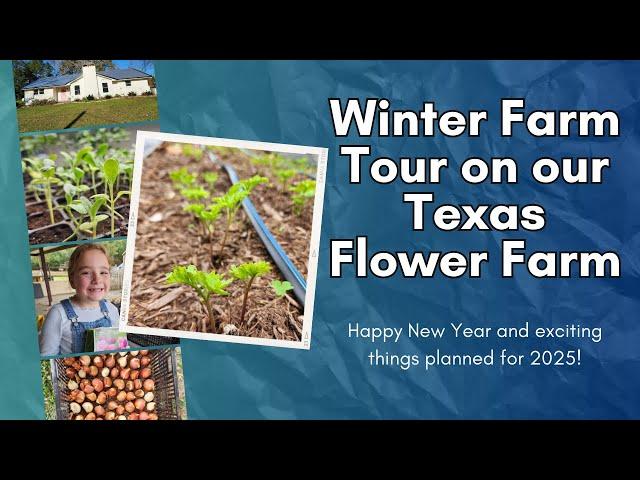 Winter Farm Tour on our Texas Flower Farm! Entering our 3rd year with loads of spring flowers