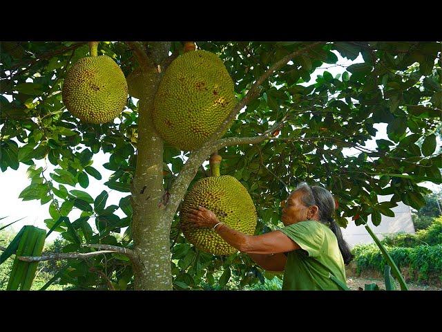 菠蘿蜜太大，阿婆和孫子抬回家，吃不完還能煮著吃｜Guangxi grandmother, with pineapple honey fruit, making food｜广西 美食 ｜玉林阿婆