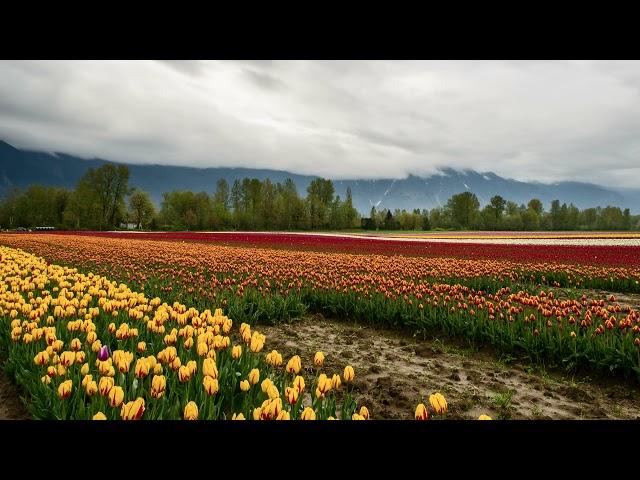 tulips plantation in agriculture field|| 4k Free stock ( no copyright video)