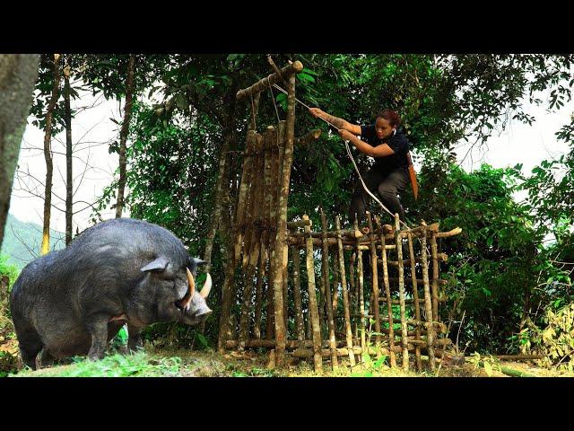 FULL: 300 days of wild boars attacking people, in the dangerous forest. Wild boar trapping skills