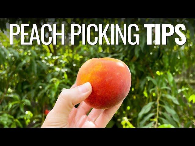 Are Your Peaches Ready to Pick? Tips for Perfect Timing