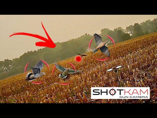 Dove Hunting Highlights - 35 Kills - with a ShotKam