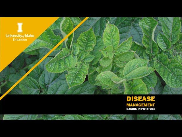 Disease Management Basics in Potatoes