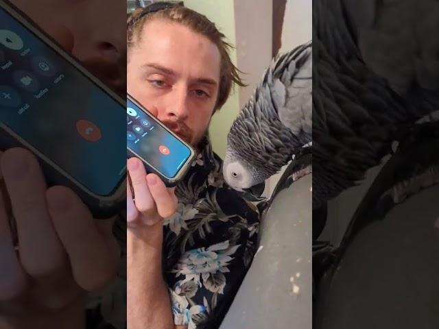 Parrot Makes the "End Call" Sound