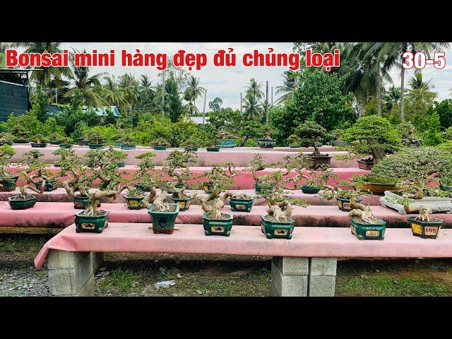 Dàn bonsai mini đủ chủng loại hàng đẹp để bàn.#0975282803