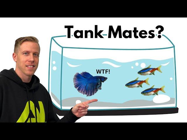 Can Betta Fish Live with Neon Tetras? REACTION