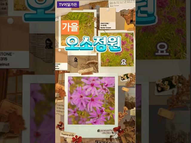 #오소정원 #임영웅 #가을 #tv어딜가든