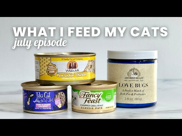 What I Feed My Cats: July Food Rotation | Sir George the Ragdoll