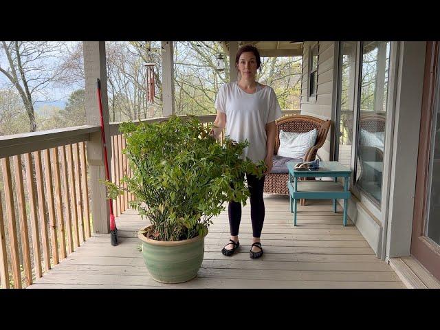 Devil's Backbone Care - How to Repot, Cut Back, Root Trim, and Propagate