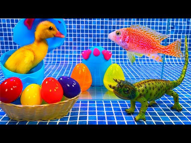 Colorful Surprise Eggs, Duckling, Lobster, Butterfly Fish, Frog, Snake, Goldfish, Koi Fish, cichlid