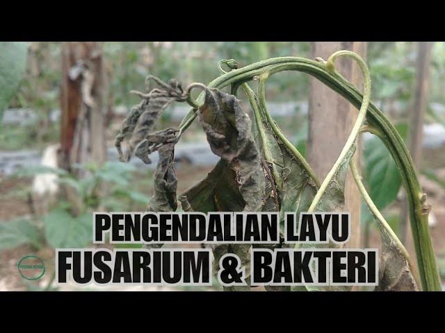 Cara mengatasi layu fusarium & bakteri pada cabai