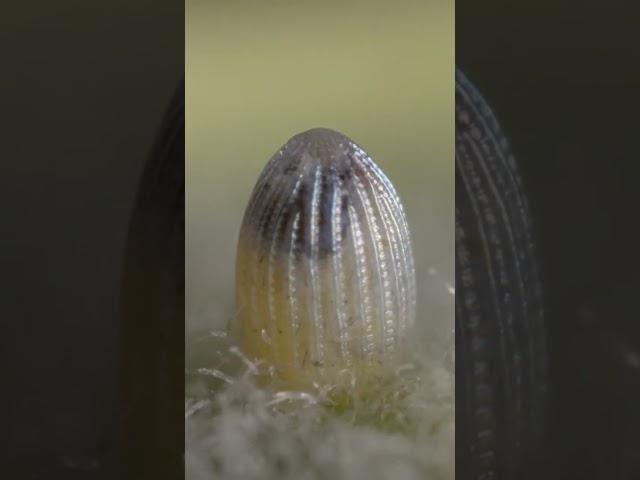 Monarch butterfly egg development